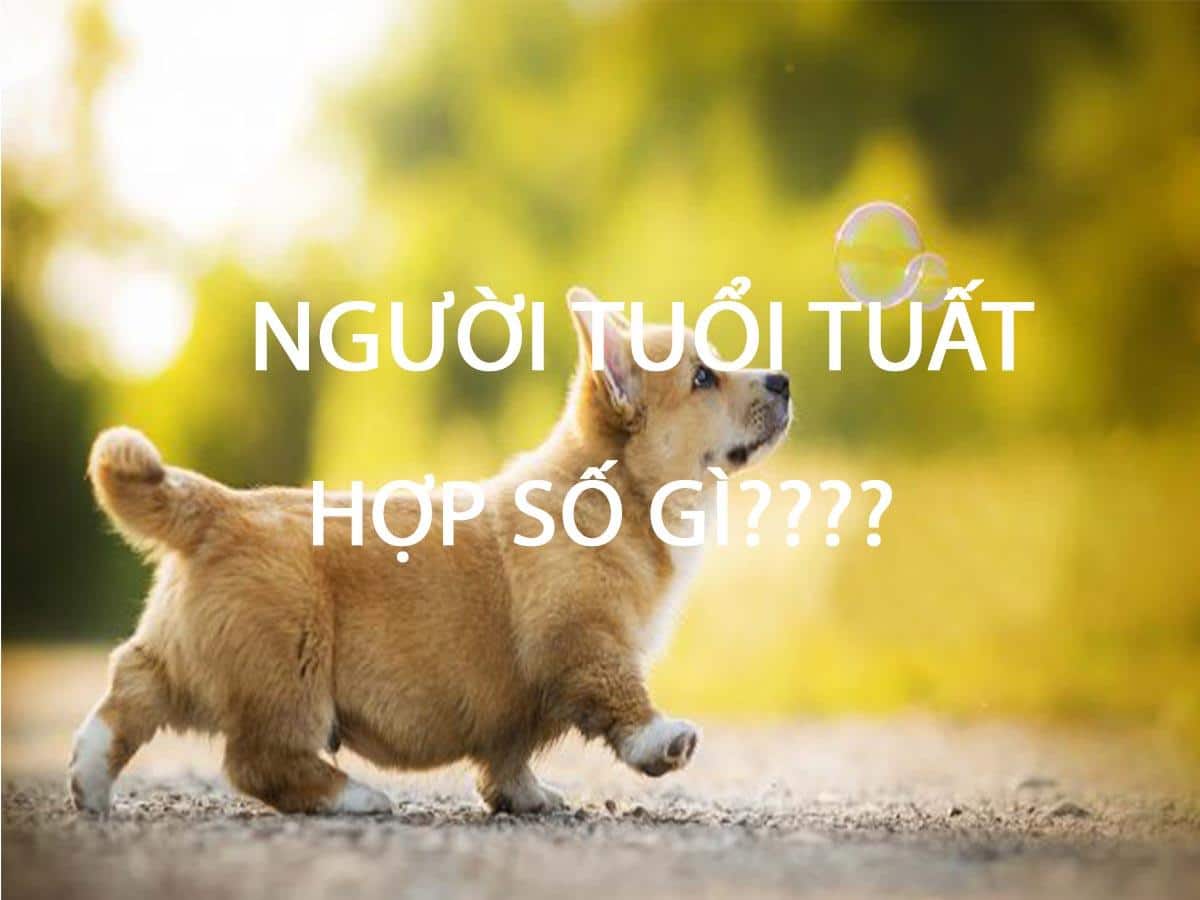 Tuổi tuất hợp số gì